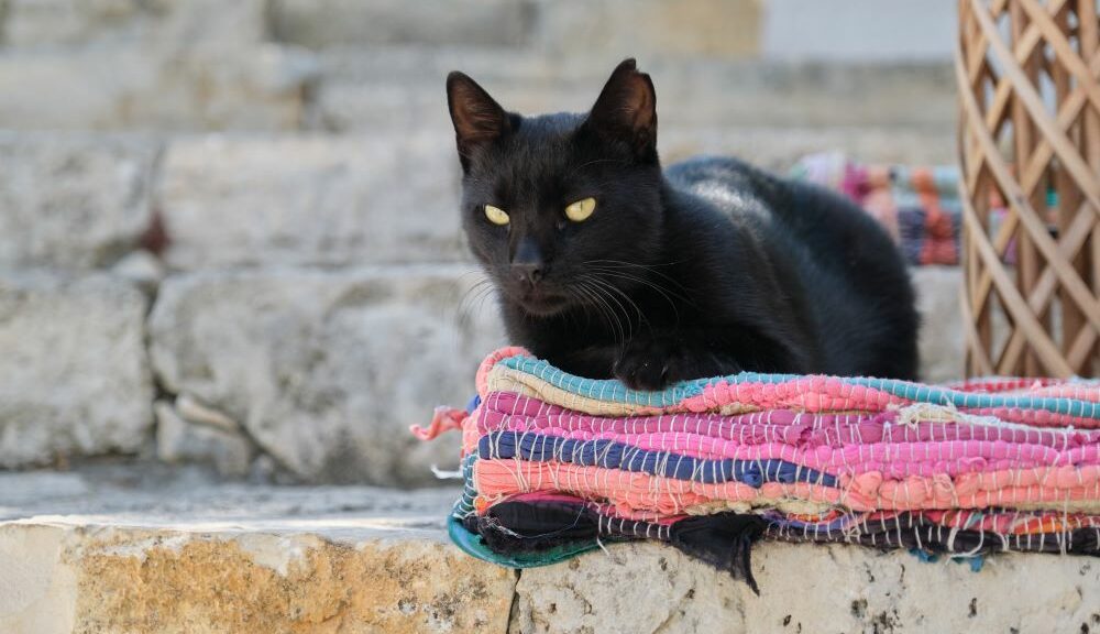 prénom chat mâle noir