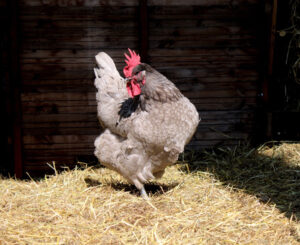 Existe-t-il une poule avec des dents