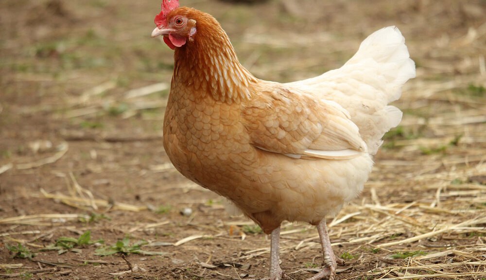 Existe-t-il une poule avec des dents